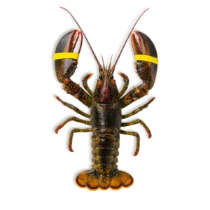 American Lobster