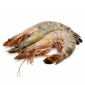 Black Tiger Shrimp Hoso