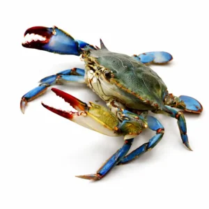 Blue Crab