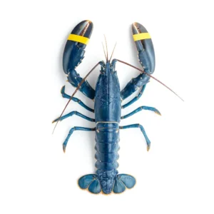 Blue Lobster
