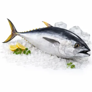 Bluefin Tuna