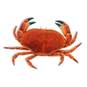 Brown Crab