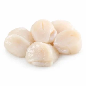 Giant Scallops