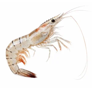 Gray Shrimp Jumbo