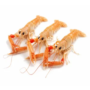 Langoustine