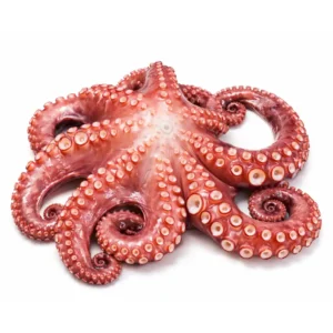 Raw Octopus