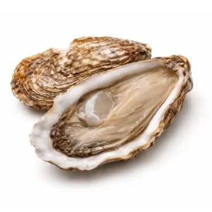 Oysters Fine of Brittany