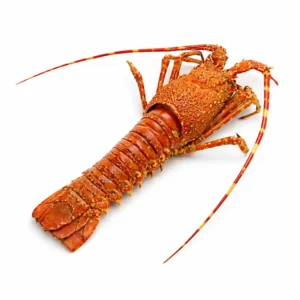 Royal Spiny Lobster