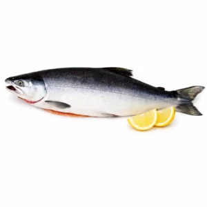 Salmon