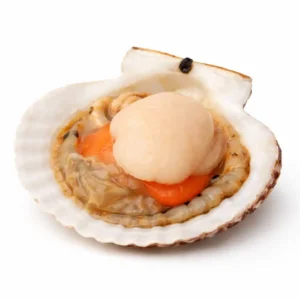 Scallops