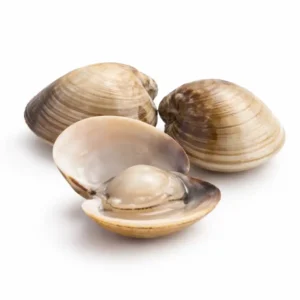 Venus Clams