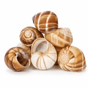 Snail Shells