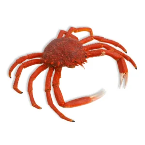 Spider Crab